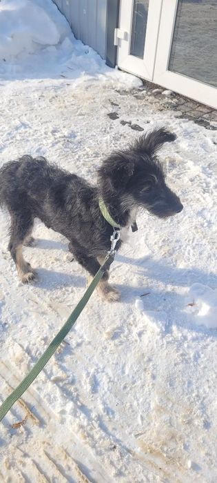 Шукаємо сім'ю для цуцентка