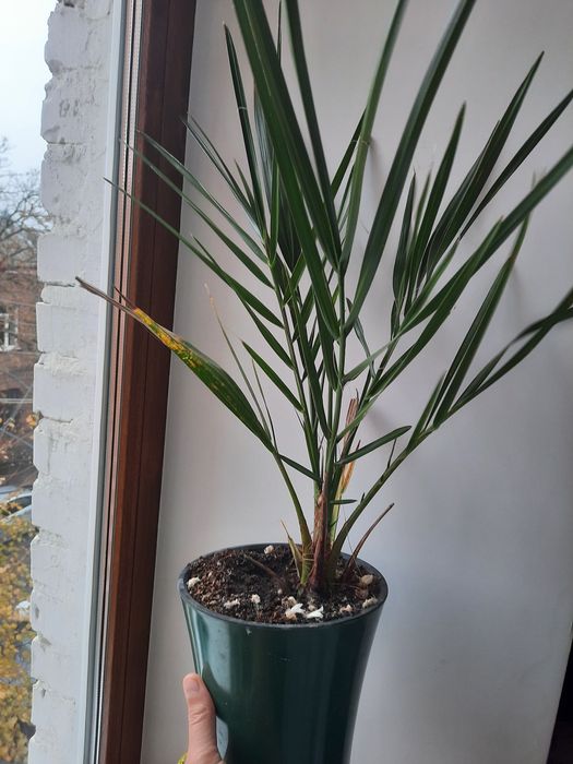 Кактус кожен рік квітне.  ахризон толстянка  сциндапсус