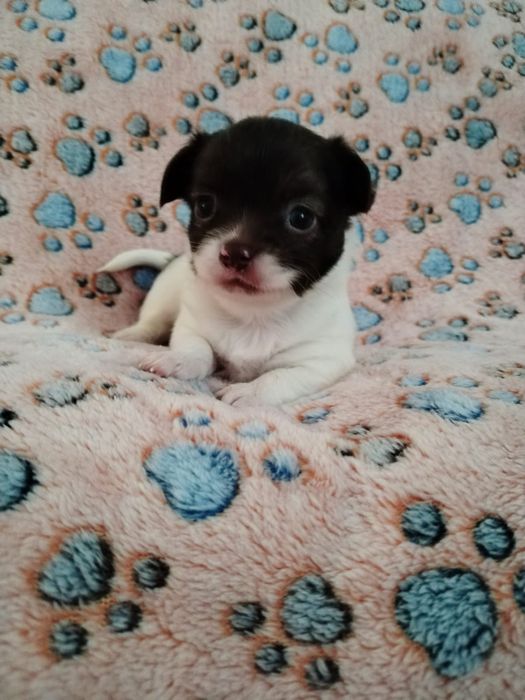 Macho Chihuahua chocolate e branco  pêlo comprido