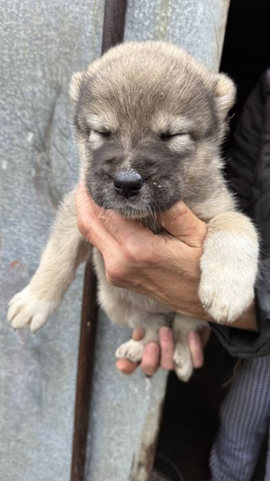 Цуценята алабаї 1 місяць