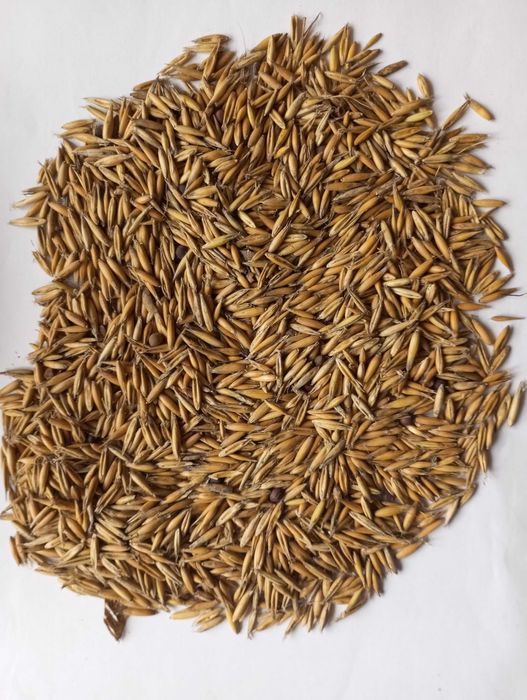 Owies 2025, na opał, pasze (nie pellet, ekogroszek)