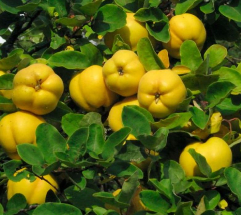 Горобина Персик Черешня Абрикоса Нектарин Магнолія Сакура Рододендрон