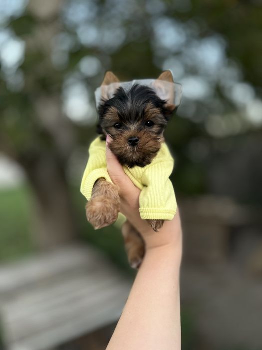 Міні йорки! Маленькі йорки – крихітні сонечка