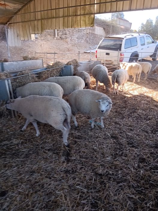 Ovelhas texel venda
