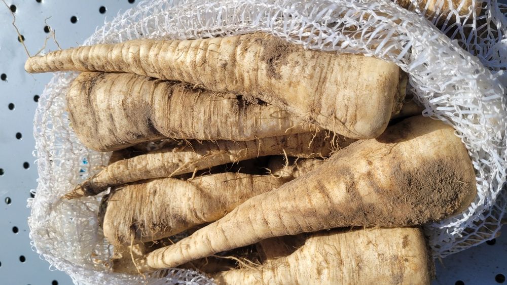 Pietruszka korzeń worek 15kg sortowana