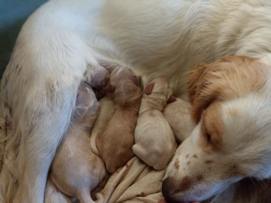 Англійські кокер спаніелі для броні