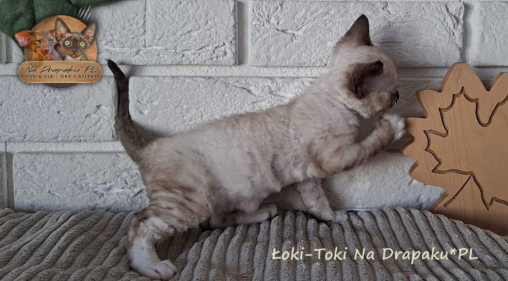 Łoki toki kocurek Devon Rex