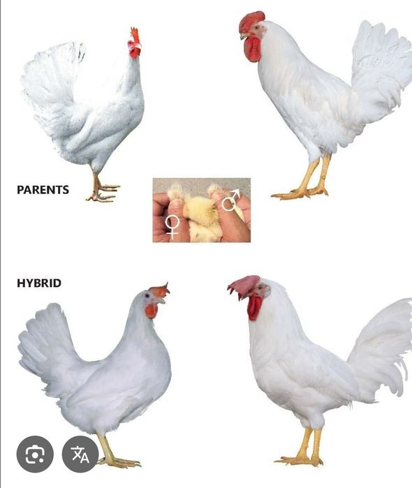 Інкубаційне яйце