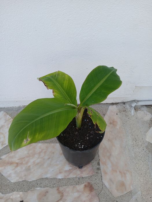 Bananeira da Madeira, costuma dar bananas uma duas vezes por ano.