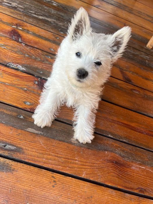 West Highlad White Terrier