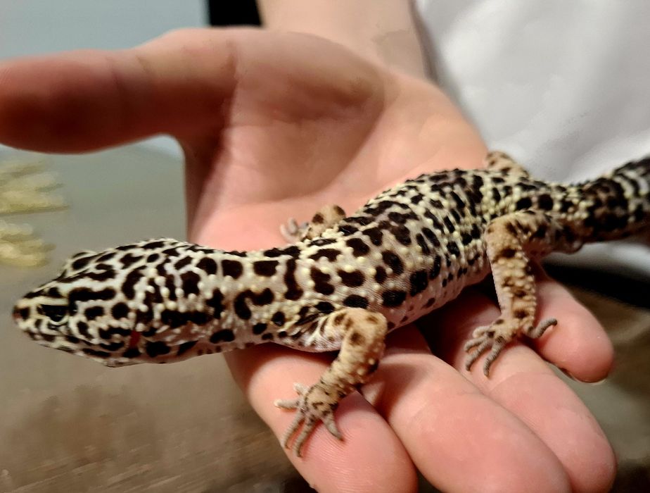 Gekon Lamparci wraz z terarium.