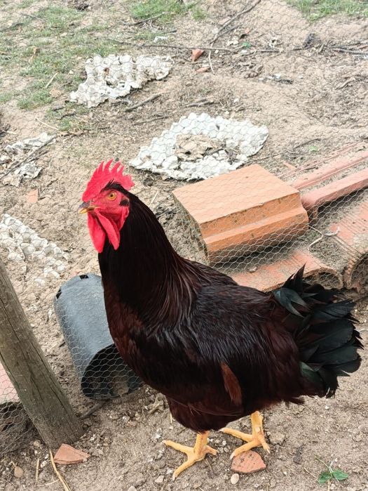 Vendo um trio de galinhas rhode island red