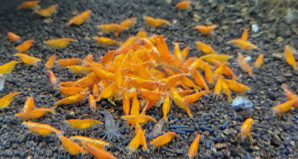Neocaridina orange sakura