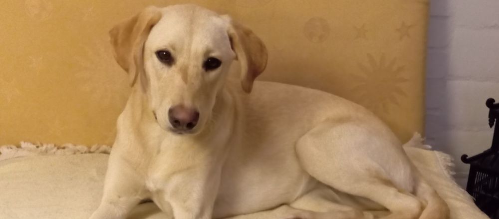 Cachorra com 1 ano