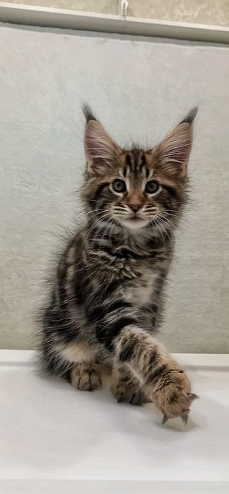 Великолепный мейн-кун мальчик —  готов к переезду!