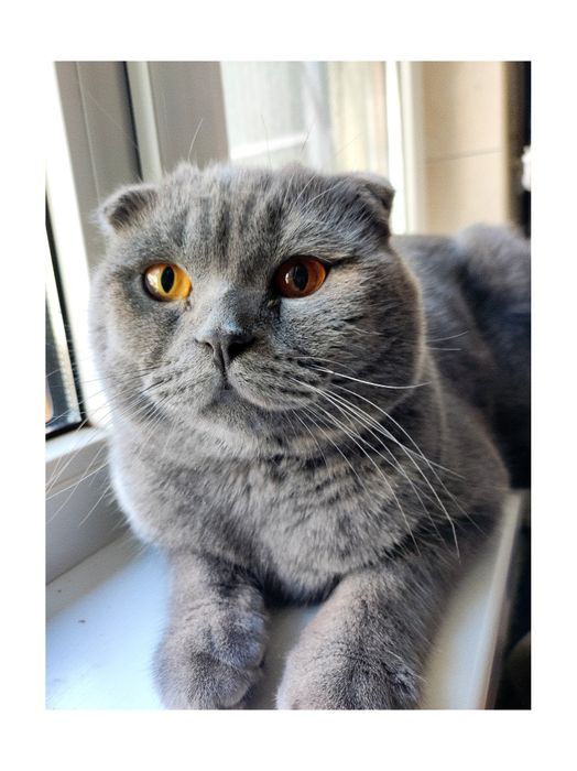 Наш принц шукає принцесу.(в'язка)