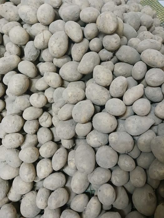 Ziemniaki-Sadzeniaki Denar/Satina