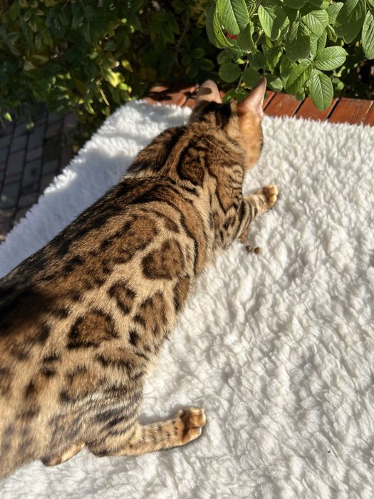 Бенгальська кішечка,2 роки