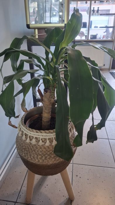 Kwiat juka doniczkowy