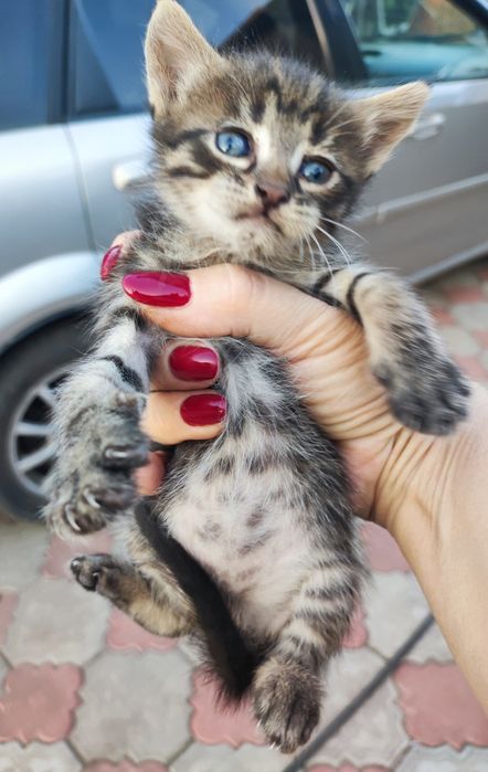 Котята малыши  ищут дом в  добрые руки   и кошечка тоже  мама их