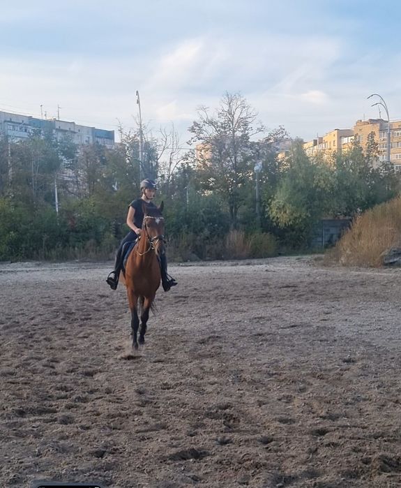 Продам жеребця  француз