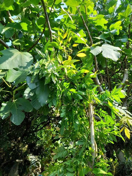 Trepadeiras de glicinias lilás