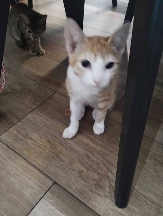 Gatinhos para adoção
