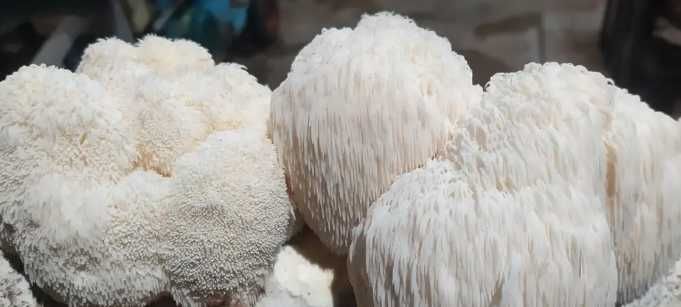 Міцелій грибів Герицій гребінчастого, їжовик (Hericium erinaceus) 1 кг