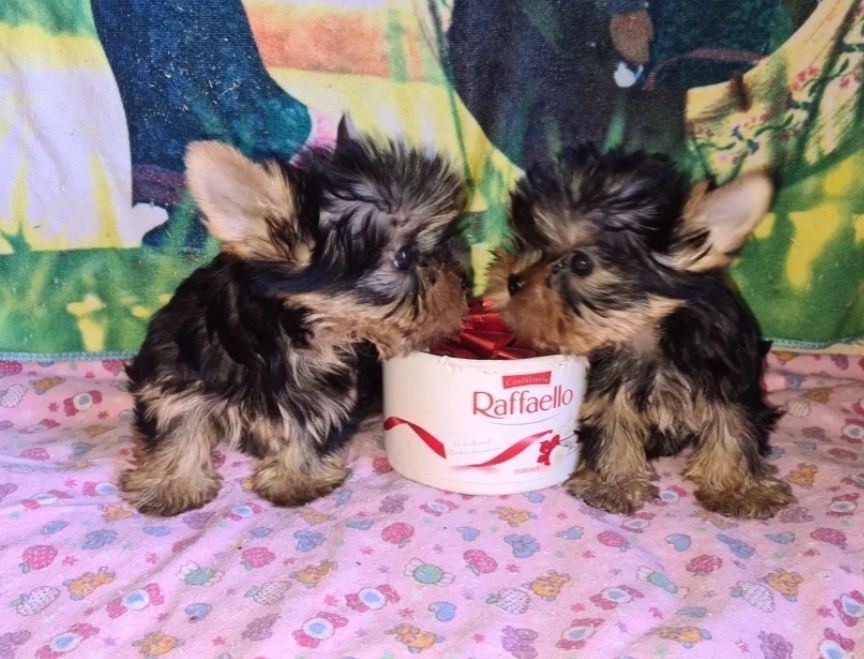 Йоркширський тер'єр