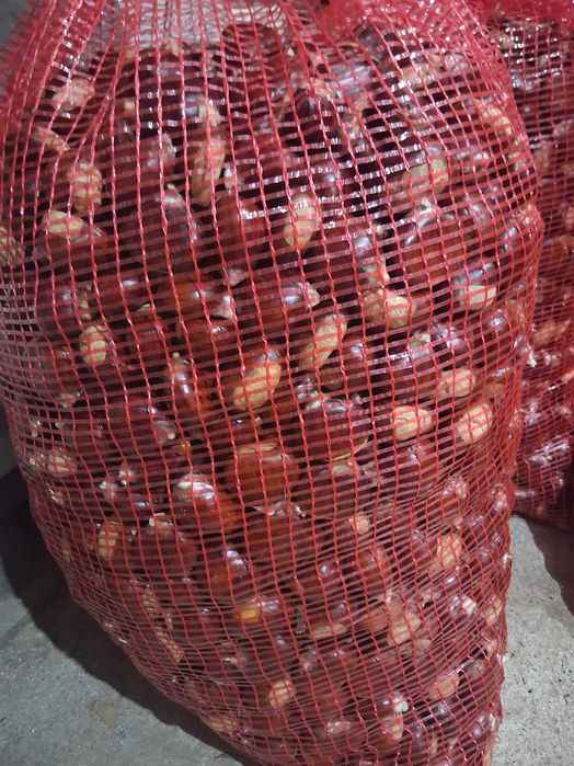 Castanhas martaínhas grossas e saborosas!