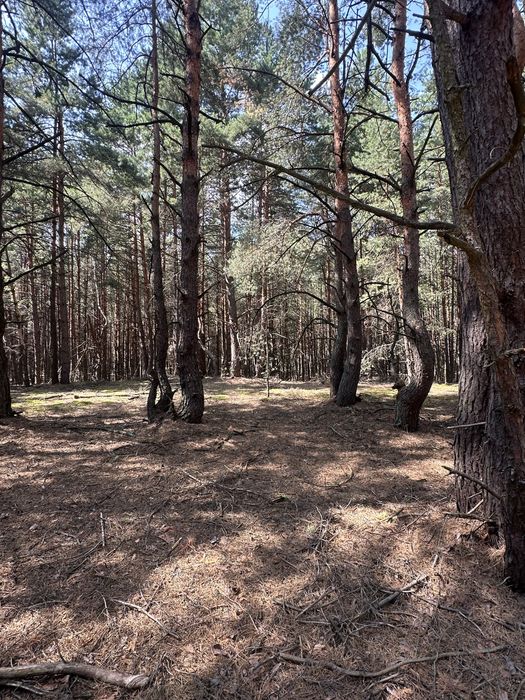 Продаж ділянки в лісі  село Сухолуччя,