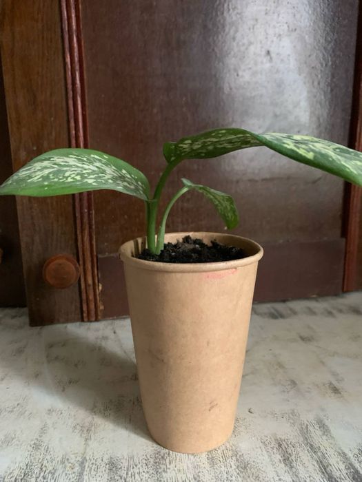 Квіти, вазони, кімнатні рослини(дифенбахія, грошове дерево)