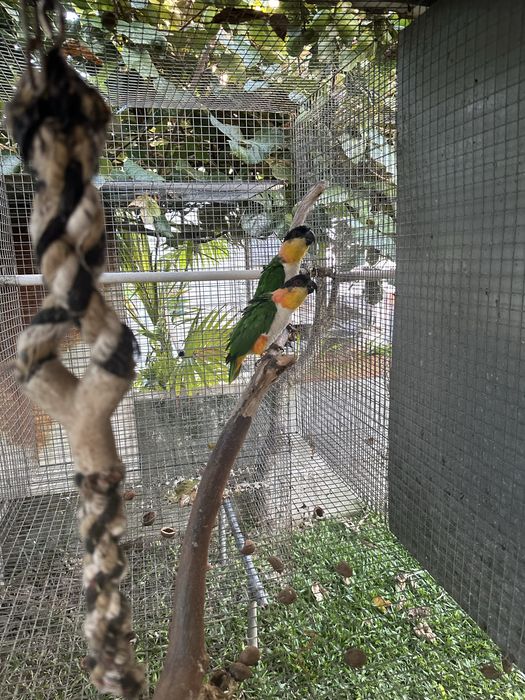 Pionites Melanocephala