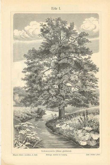 Drzewo II  oryginalna XIX w. grafika