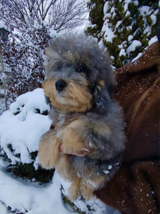 Невероятная МИНИ девочка Мальтипу Ф2