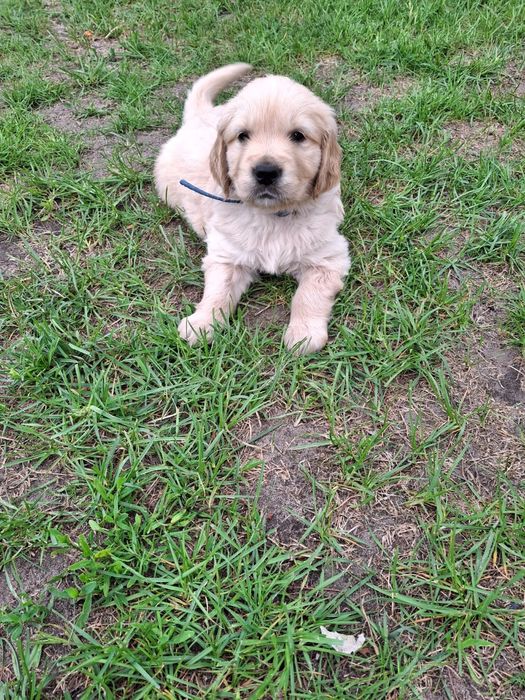 Sprzedam  szczenie Golden Retriever