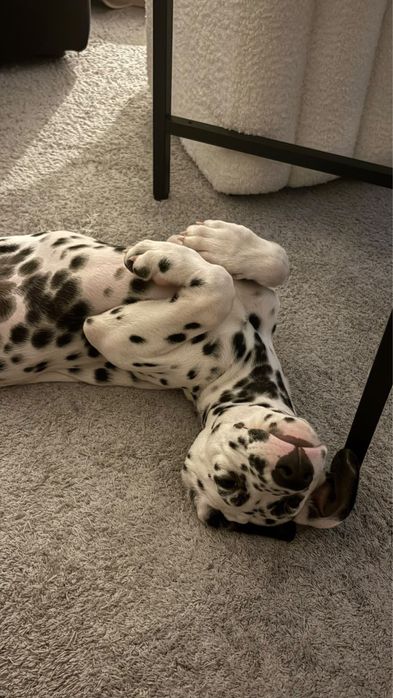 Dalmata  Lindo Macho