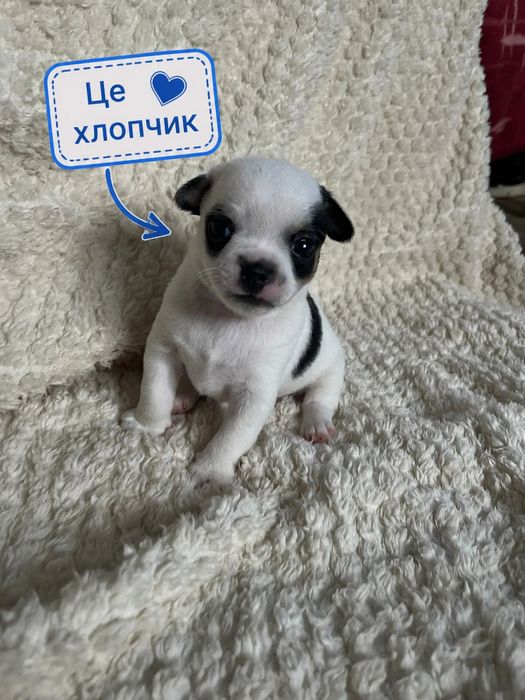 Народились чарівні цуценята чіхуа