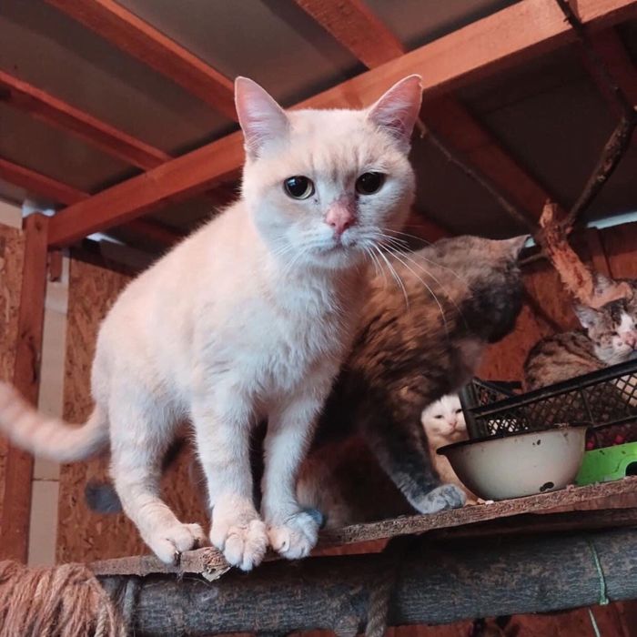 Карамелька шукає дім! 1-1,5 роки. Стерилізована