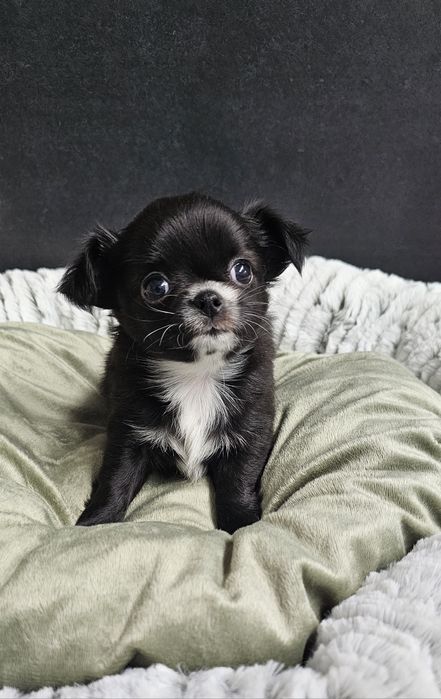 Śliczna czarna długowłosa Vanessa