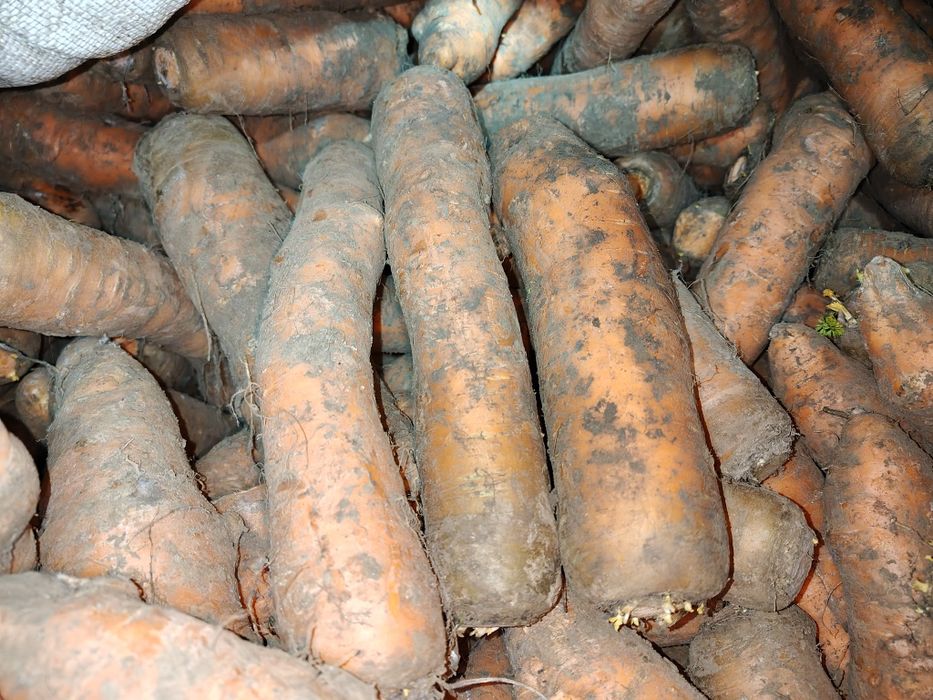 Marchew gruba soczysta dla Kóz i Koni