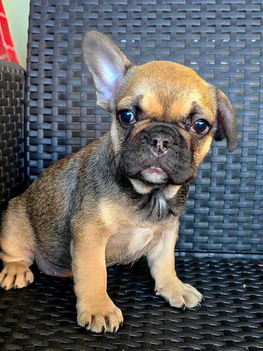 Bulldog francês Fêmea cor Sable