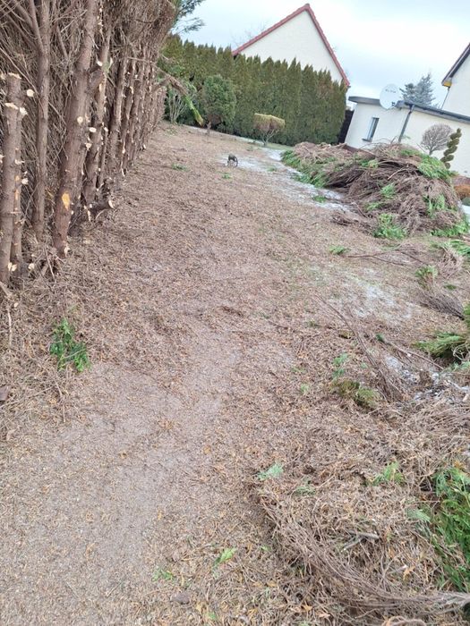 Wycinka Drzew/ krzewów / zrywka pni