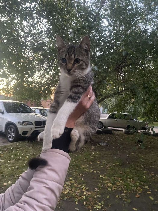 Котенок в заботливые руки бесплатно. котята. кошка. кошечка даром