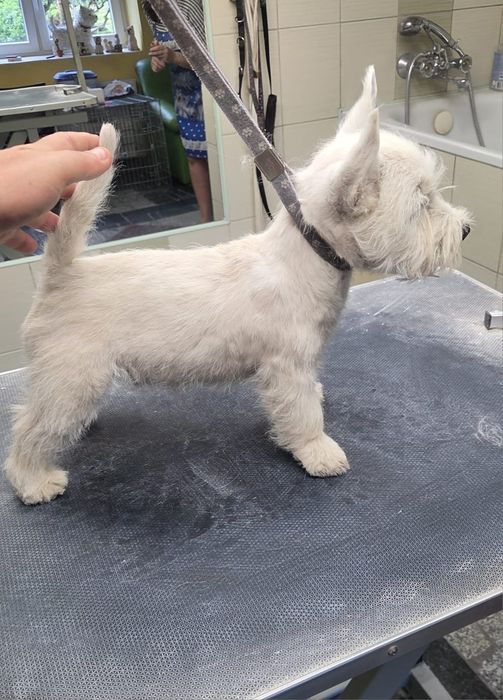 West Highland White Terrier - pies -  po championie - ZKwP (FCI)