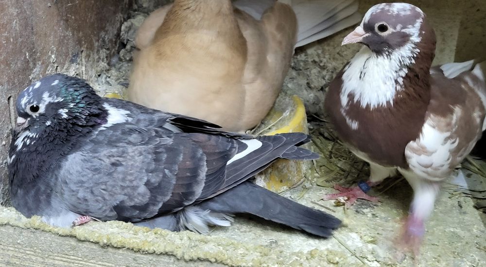 Gołąbki ozdobne Kumru samce  i samice  7 par