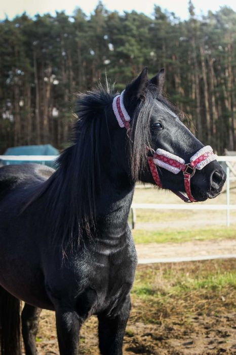 Piękna lata klacz 3 lata