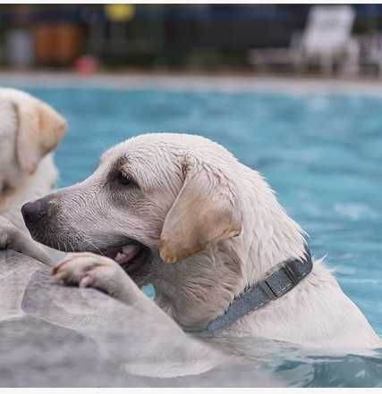 Etui dla psa i kota do Apple AirTag, obroża Coholl