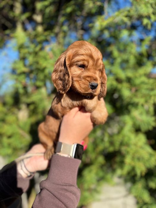 Mocno złota sunia Cocker Spaniel Angielski rodowód wyprawka