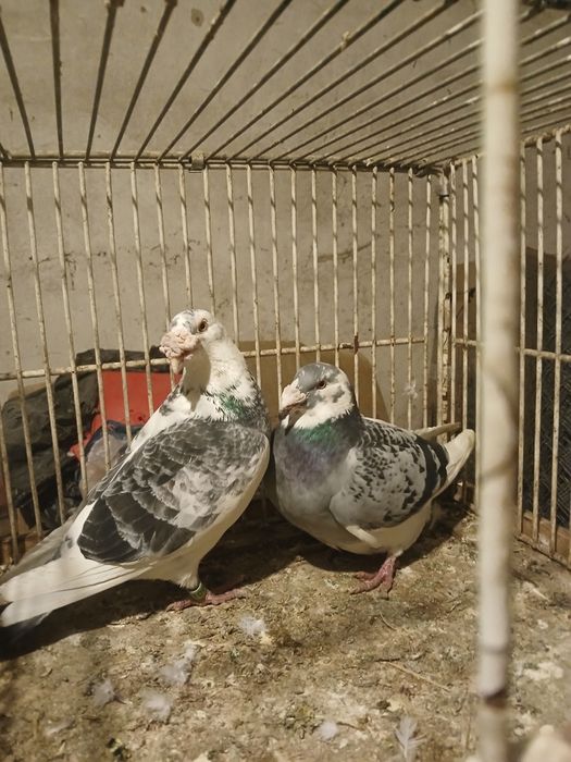 Gołębie staropolskie